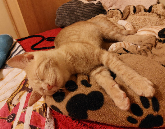 Adopter Baloo
