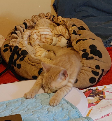 Adopter Baloo