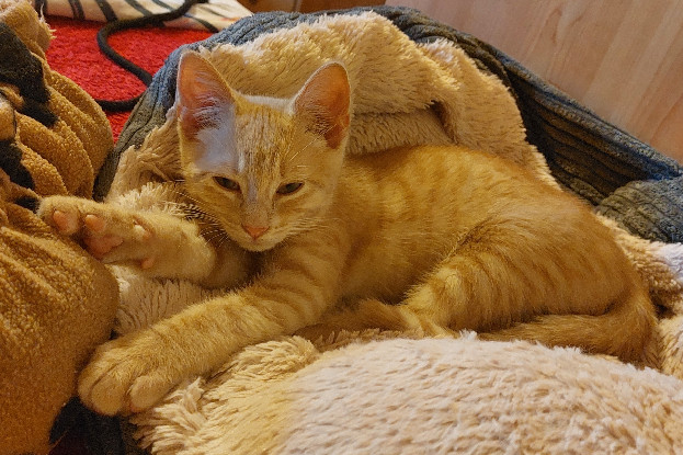Adopter Baloo