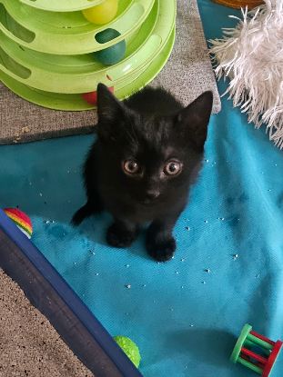 Adopter Bahia et bagheera