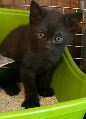 Adoption Bahia et bagheera