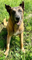 Adopter  chien : Atlas
