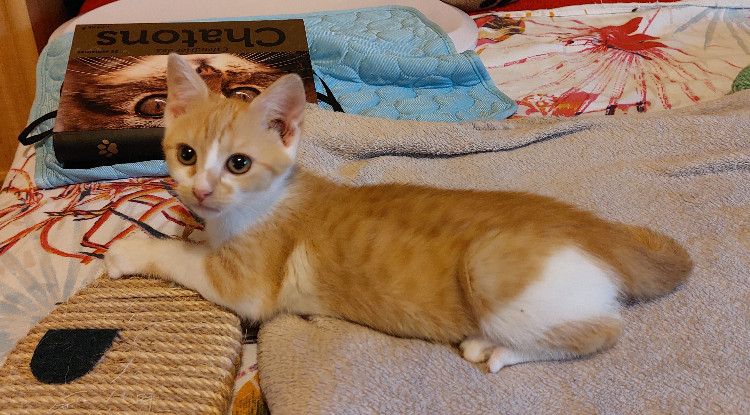 Adopter Bambi