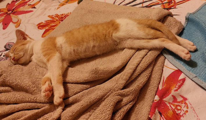 Adopter Bambi
