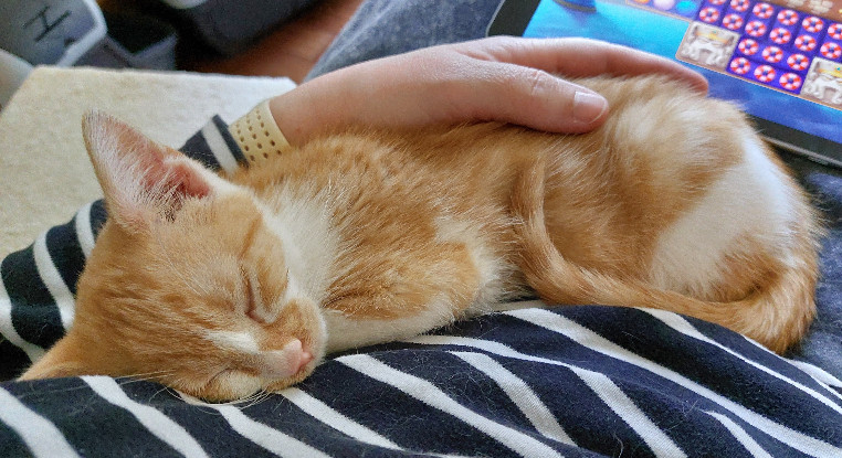 Adopter Bambi