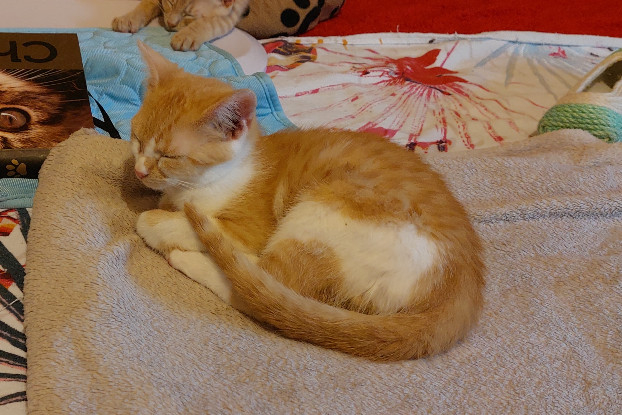Adoption Bambi