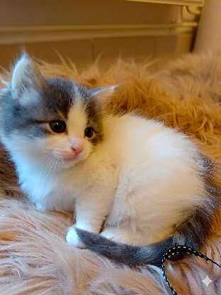 Adoption Prunelle