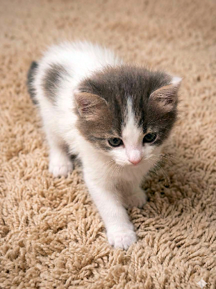 Adopter Prunelle