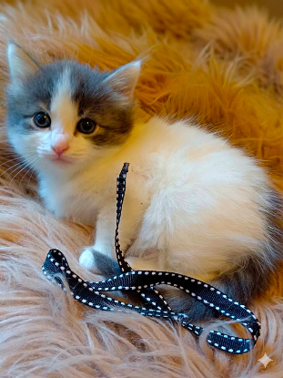 Adopter Prunelle