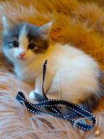 Adopter  chat : Prunelle