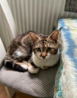 Adopter  chat : St brice