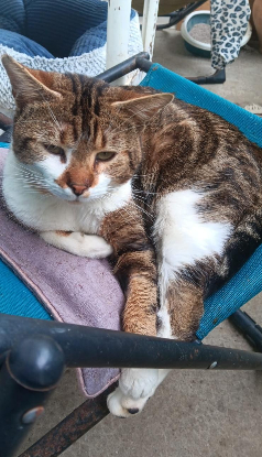 Adopter St brice