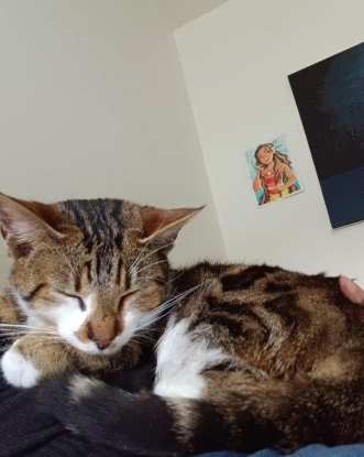 Adopter St brice