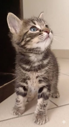 Adopter Simon