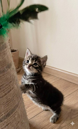 Adopter Simon
