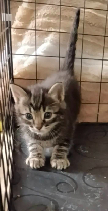 Adoption Simon