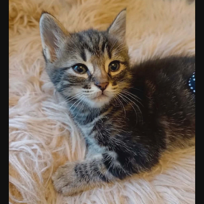 Adopter Simon