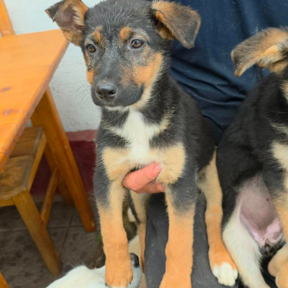 Adopter Zina