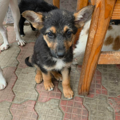 Adopter Zina