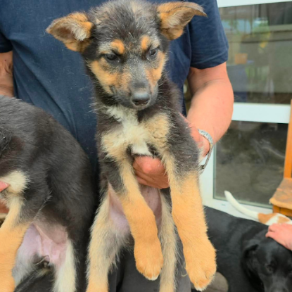 Adoption Zina