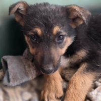 Adopter  chien : Zodia