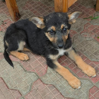 Adopter Zodia