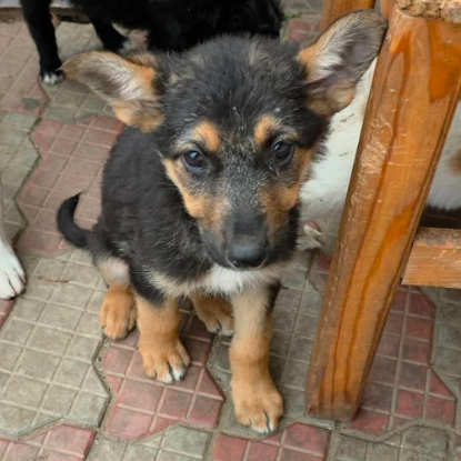 Adopter Zodia