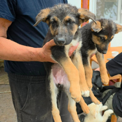 Adoption Zodia