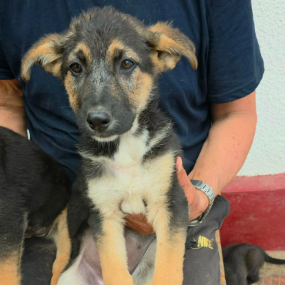 Adoption Zodia