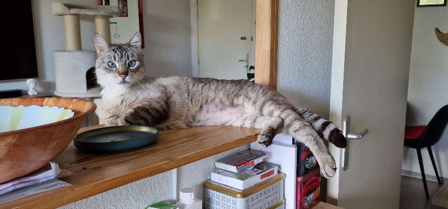 Adoption Simba