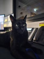 Adopter  chat : Rocket