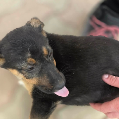 Adopter Zoe
