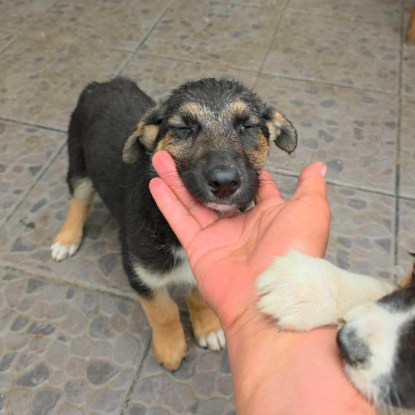 Adopter Zoe