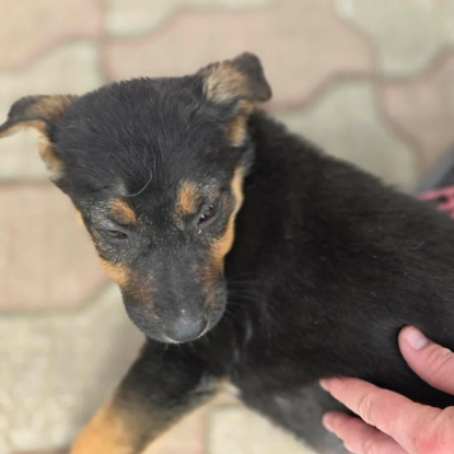 Adopter Zoe