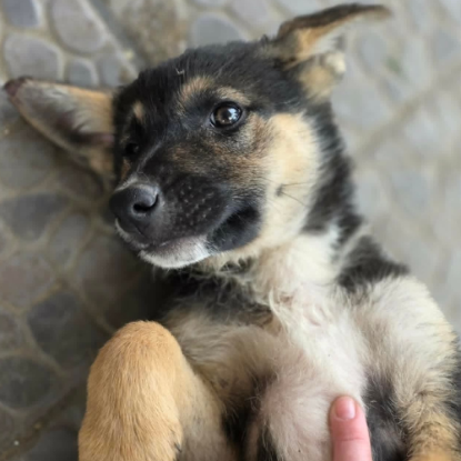Adoption Zoe