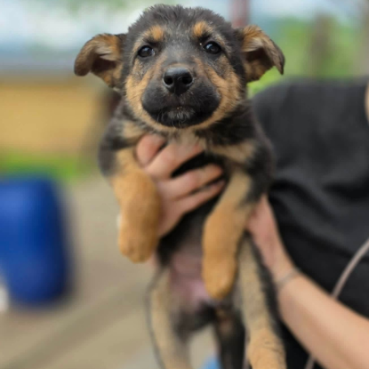 Adoption Zoe