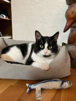 Adopter  chat : Gribouille