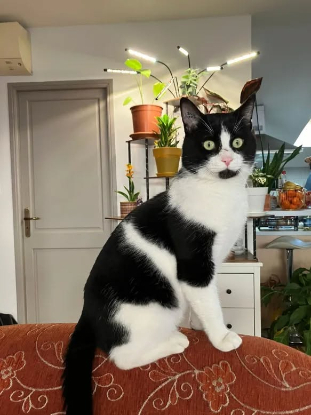 Adopter Gribouille