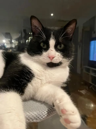 Adoption Gribouille
