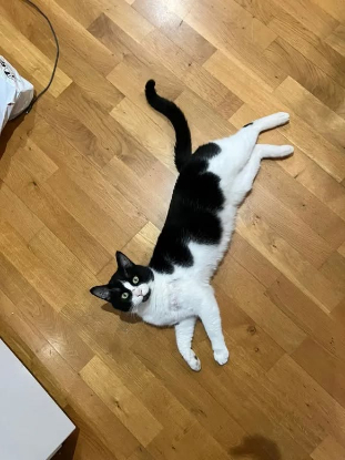 Adoption Gribouille