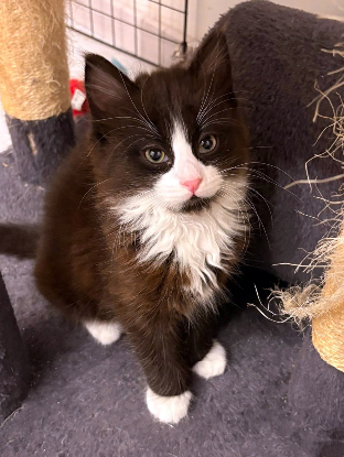 Adopter Olive