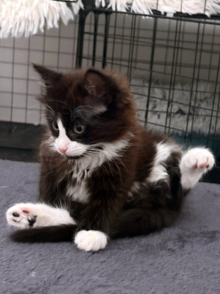 Adopter Olive