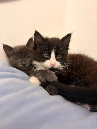 Adoption Olive