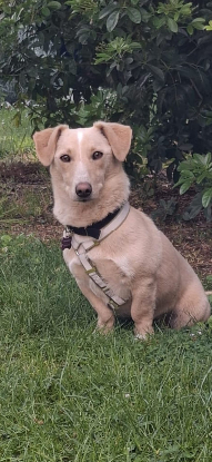 Adopter Toby