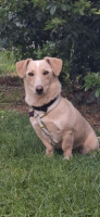 Adopter  chien : Toby