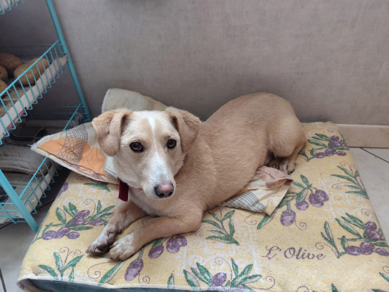 Adopter Toby