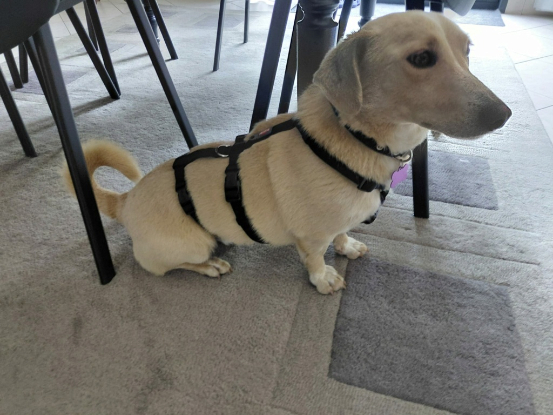 Adopter Toby