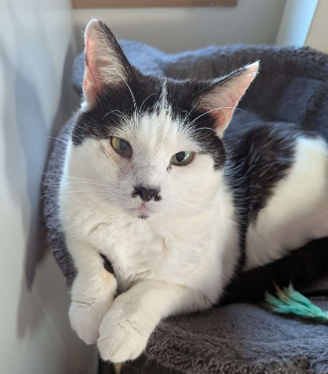 Adopter Emie