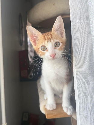 Adopter Sunny