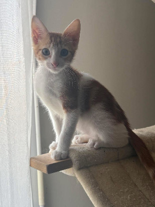 Adopter Sunny